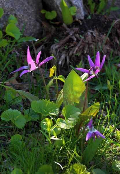 Erythronium sibiricum