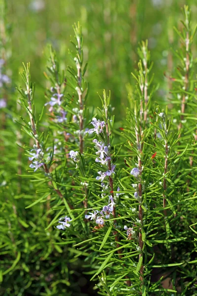 Rosmarinus officinalis