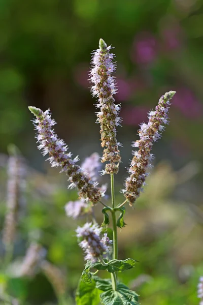 Mint flowers