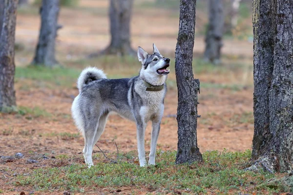 The West Siberian laika in the coniferous wood