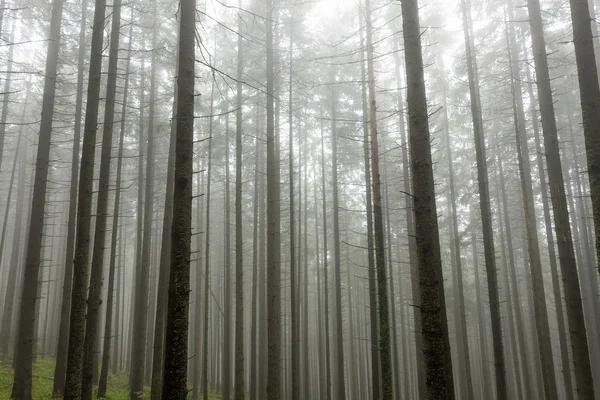 Haunted forest in the fog