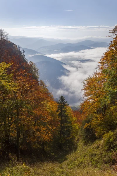 Pieniny Mountains - view from the top