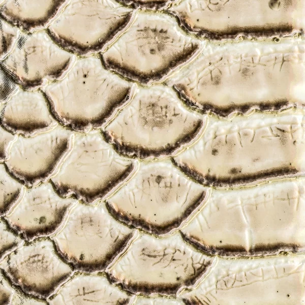 Fragment of snake skin texture closeup