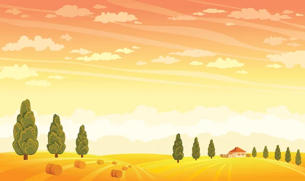 Yellow field and sunset sky. Summer rural landscape.
