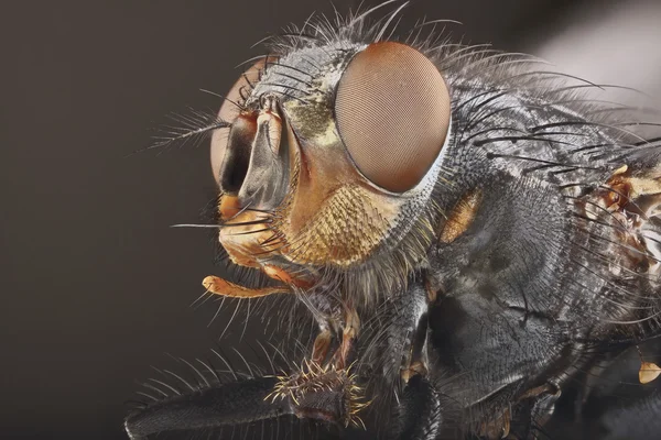 Portrait of fly
