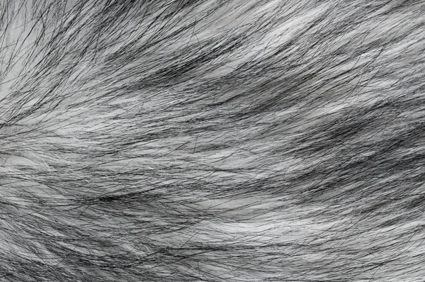 Texture of black and white faux fur