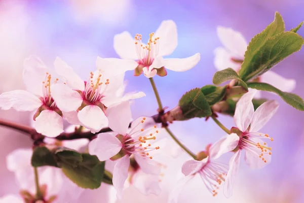 Blossoming cherry plum