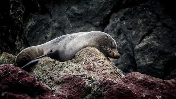 Seal sleeping
