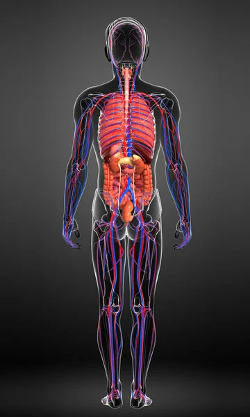 Digestive and circulatory system of male body