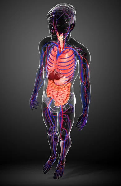 Digestive and circulatory system of male body