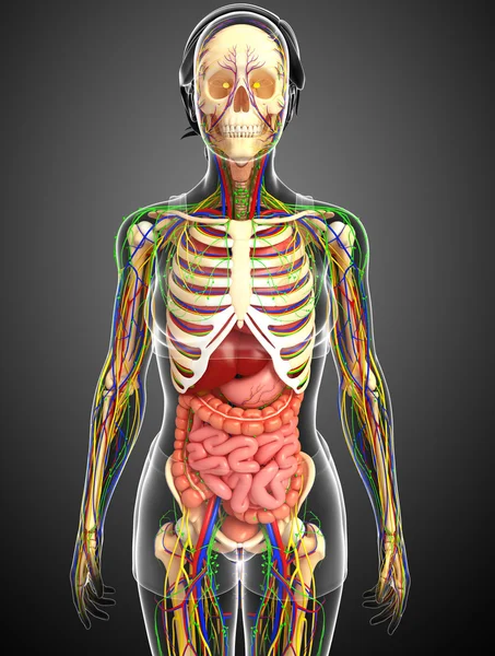 Lymphatic, skeletal, nervous and circulatory system of female bo