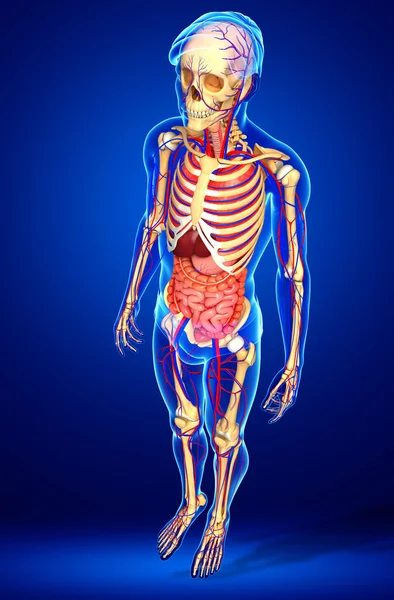 Male skeletal, digestive and circulatory system