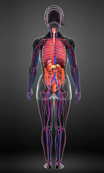 Digestive and circulatory system of female body