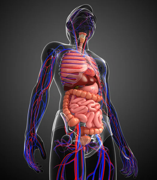 Digestive and circulatory system of male body