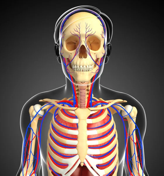 Male skeletal and circulatory system