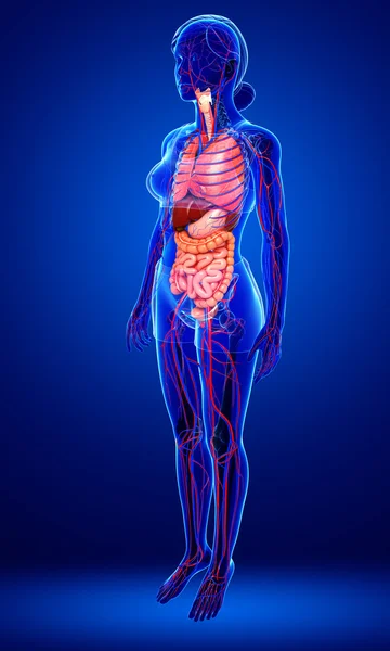 Digestive and circulatory system of female  body