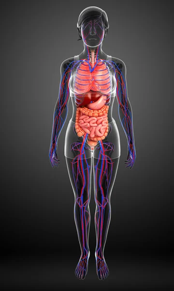 Digestive and circulatory system of female body