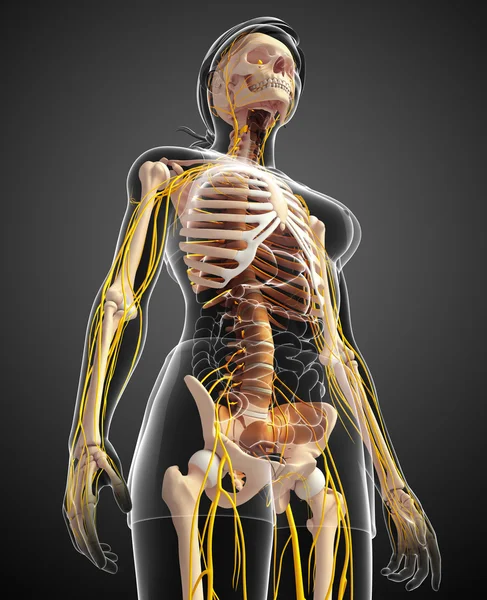 Nervous system and female skeleton artwork