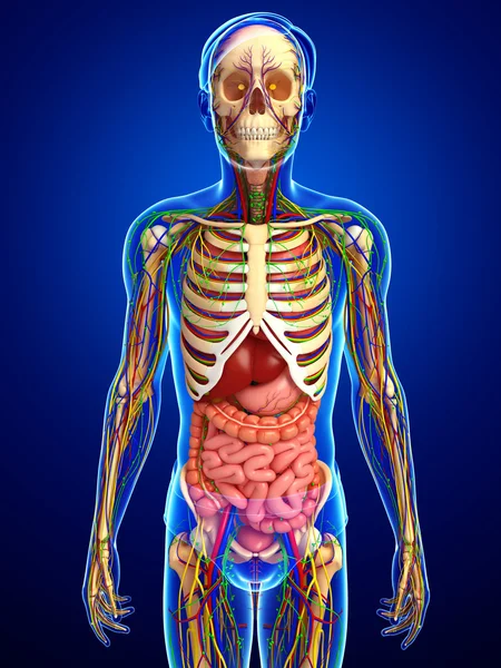 Lymphatic, skeletal, nervous and circulatory system of male anat