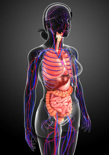 Digestive and circulatory system of female body
