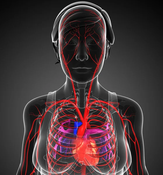 Female arterial system