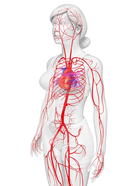 Female arterial system