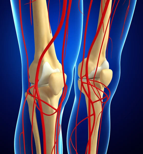 Human knee arterial system