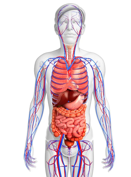 Digestive and circulatory system of male body