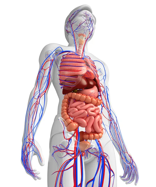 Digestive and circulatory system of male body