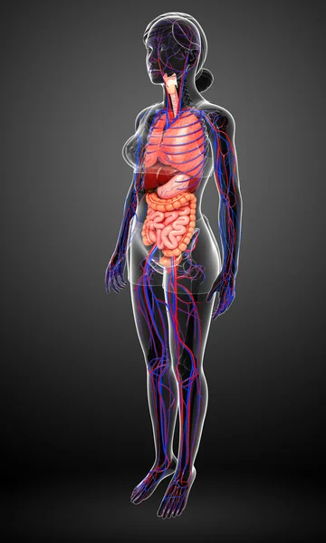 Digestive and circulatory system of female body