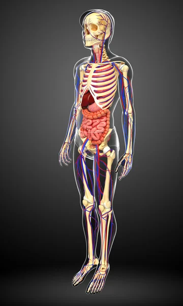 Male skeletal, digestive and circulatory system