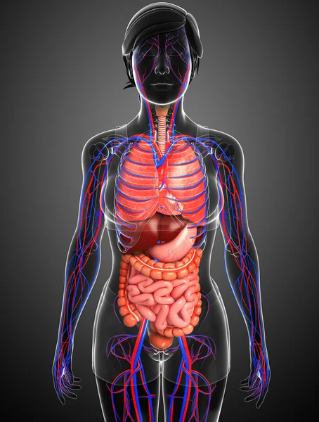 Digestive and circulatory system of female  body