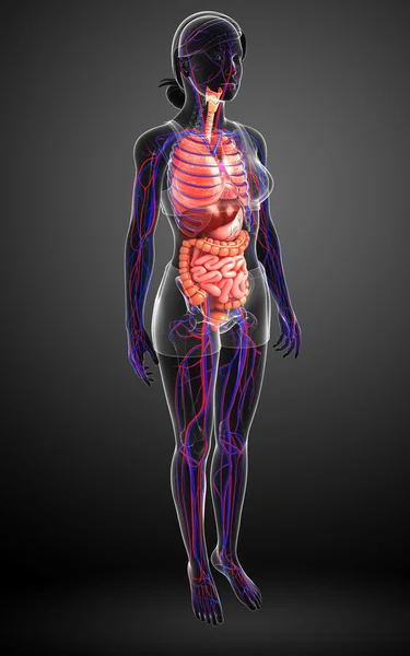 Female Human Body Parts