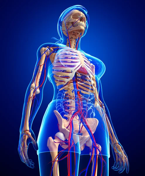 Female skeletal circulatory system