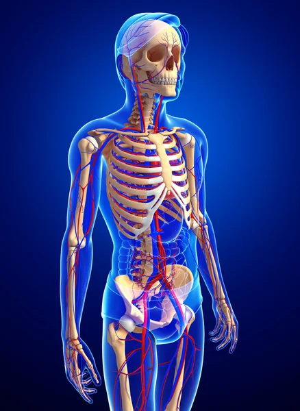Male skeletal circulatory system