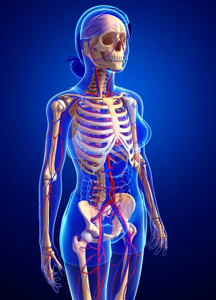 Female skeletal circulatory system