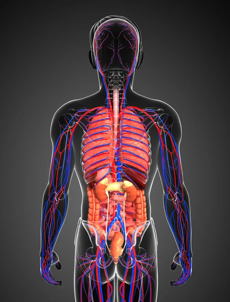 Digestive and circulatory system of male body