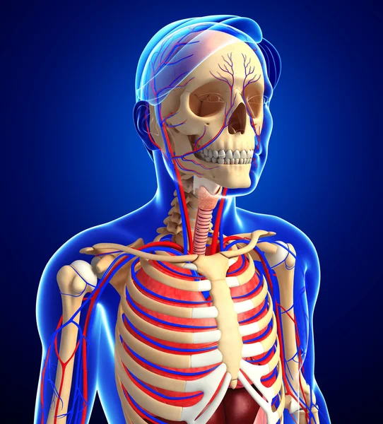 Male skeletal and circulatory system