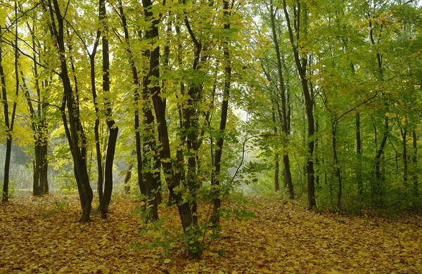 Autumn forest in the morning mist