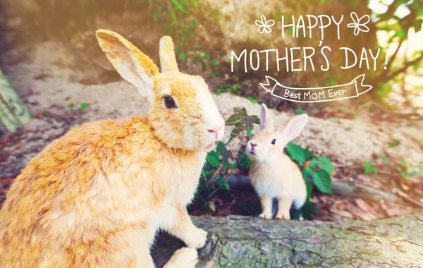 Mothers Day with mother and child rabbits