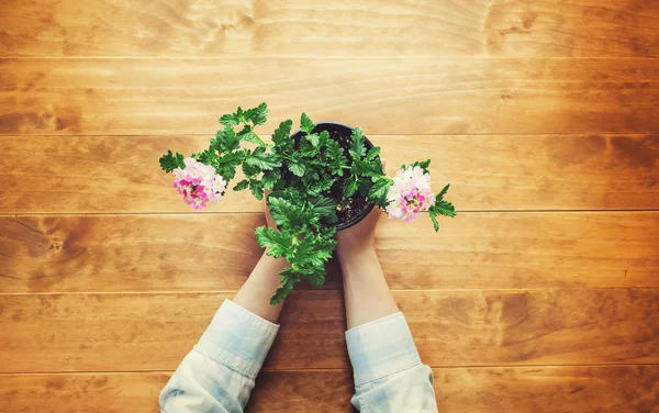 Person holding a potted flowers on a rustic table