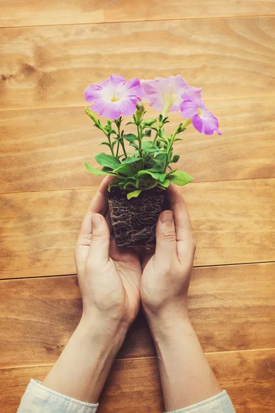 Person holding potted plant on a rustic table