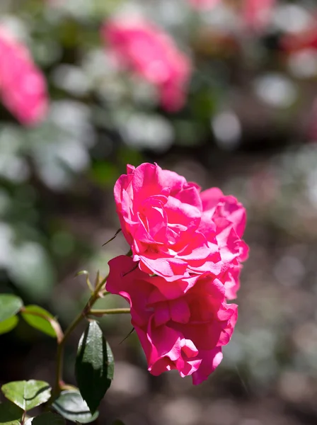 Pink rose plant with rose plant background
