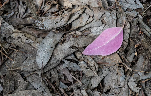 Violet leaf on the ground