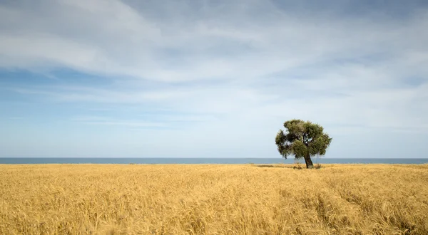 Olive tree on the wheat field