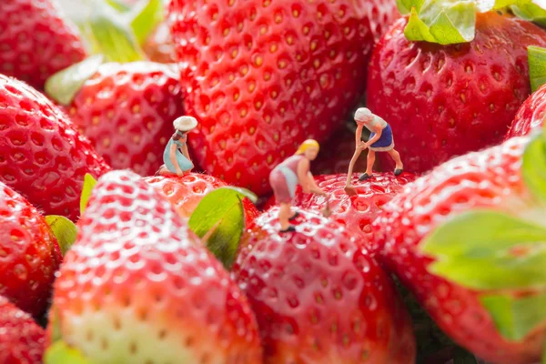Tiny people - farmers working on strawberry field.