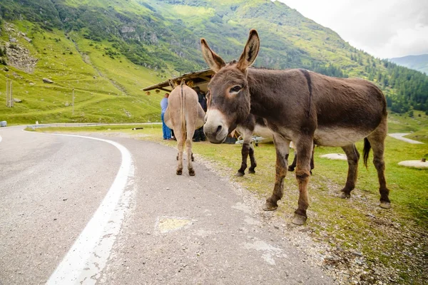 Funny donkey on Transfagarasan Road