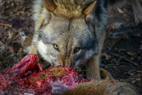 Eating gray wolf in the forest