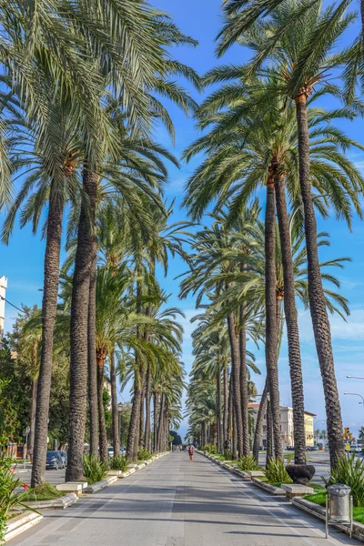 Palm tree road at mallorca in the summer