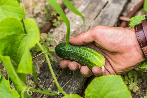 Hand of a young men harvesting mature cucumber.